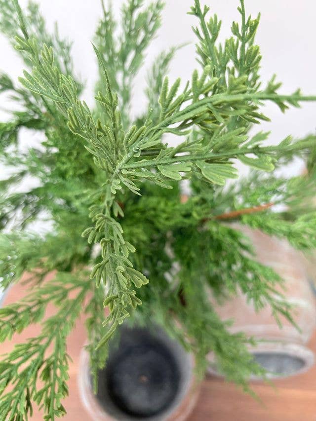 Conifer Stem