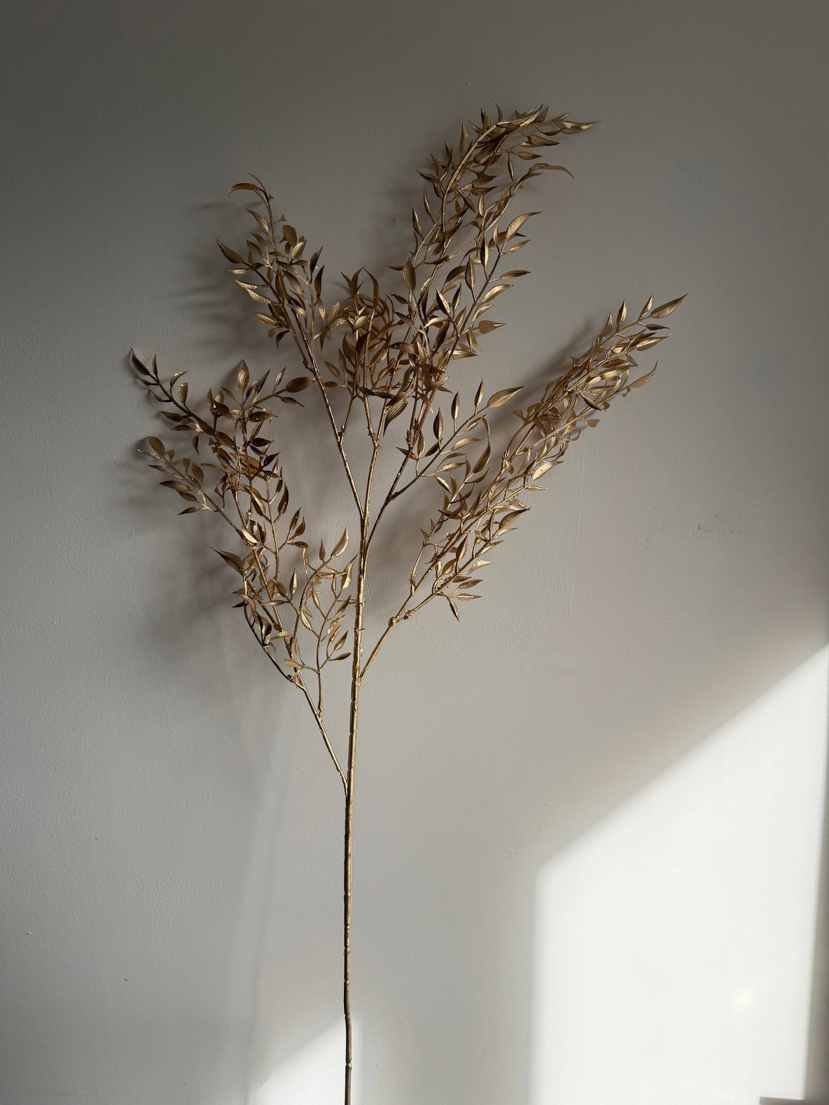 Gold Soft Leaf Ruscus