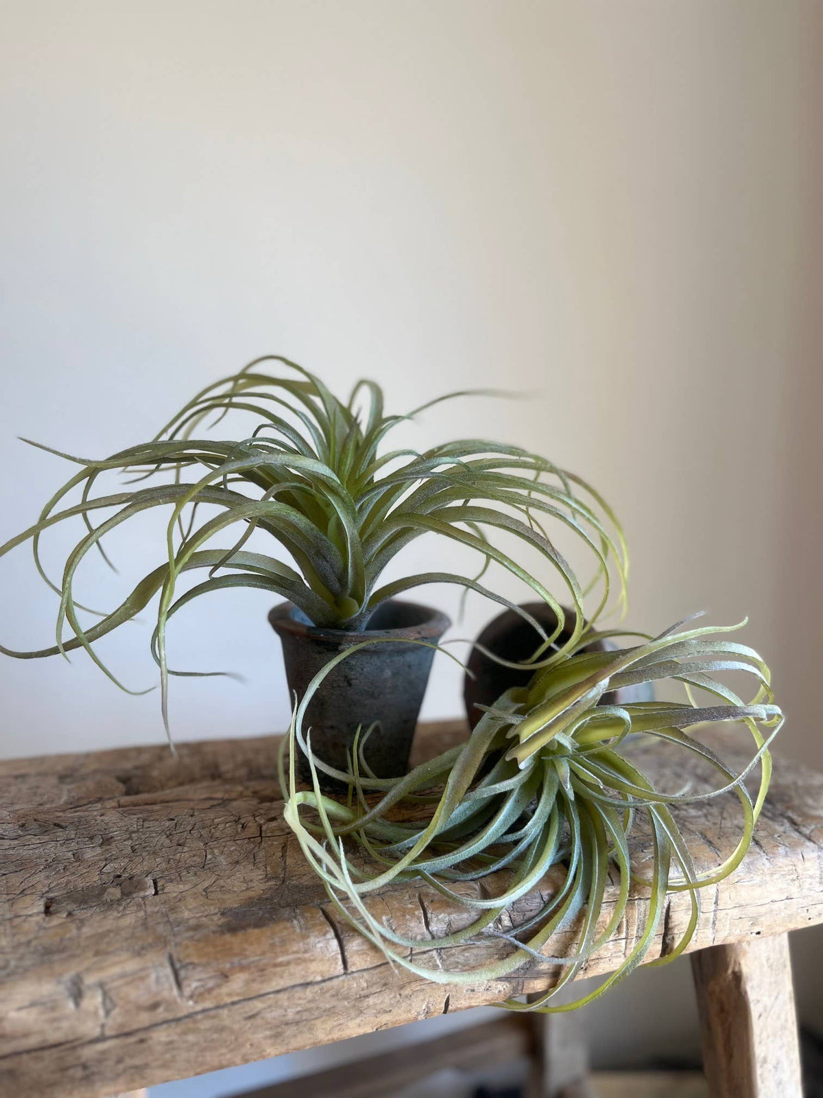 Spider Succulent Plant