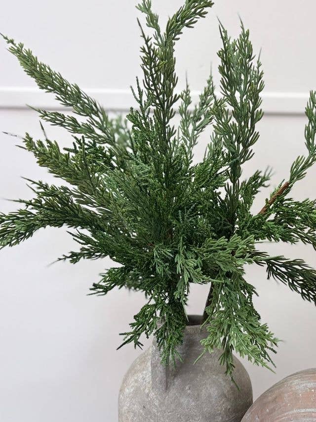 Conifer Stem