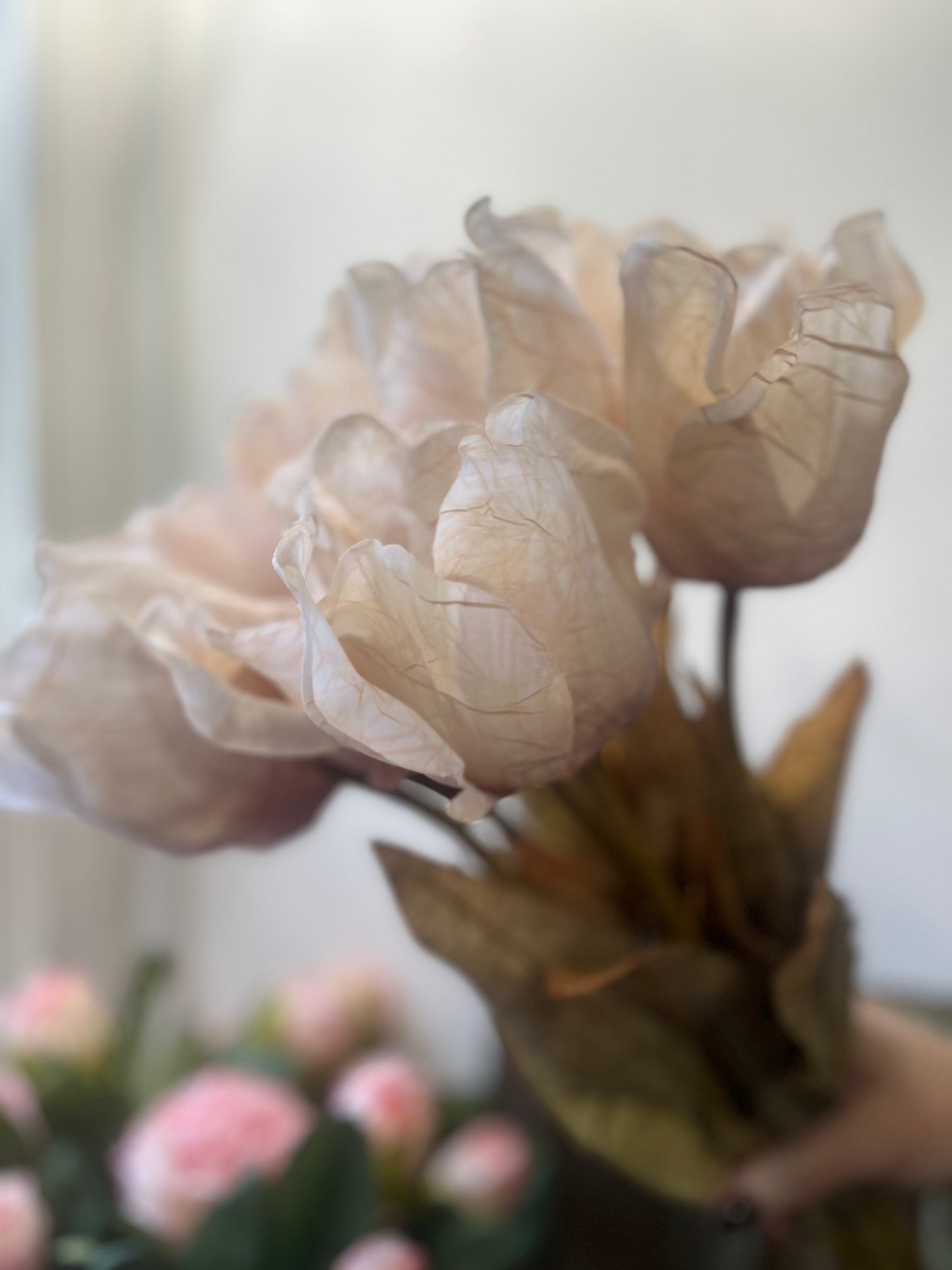 Oyster Tulip Stem