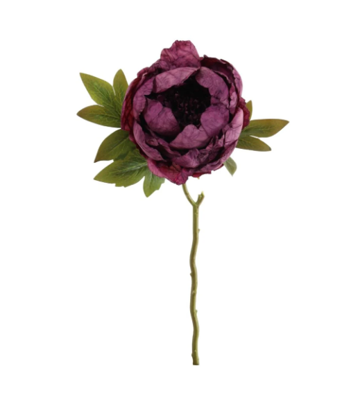 Aubergine Closed Peony