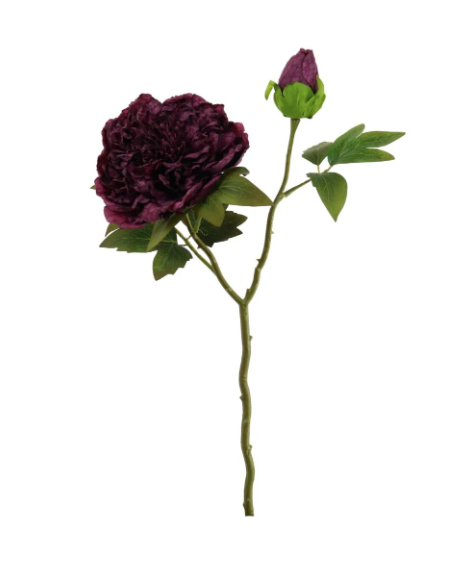 Aubergine Open Peony