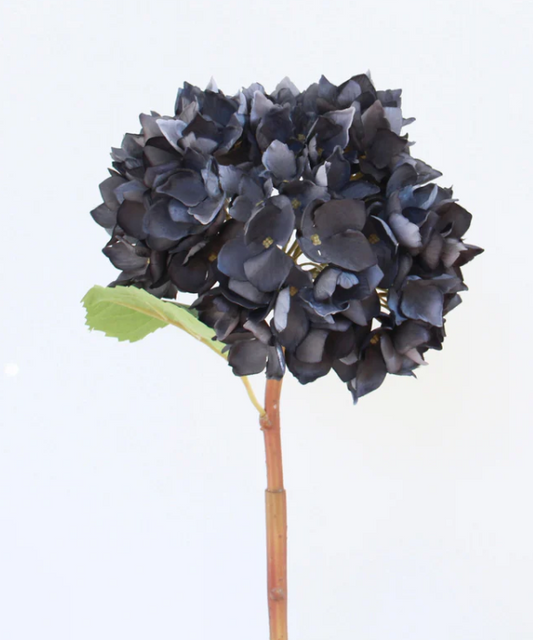 Midnight Blue Late Season Hydrangea