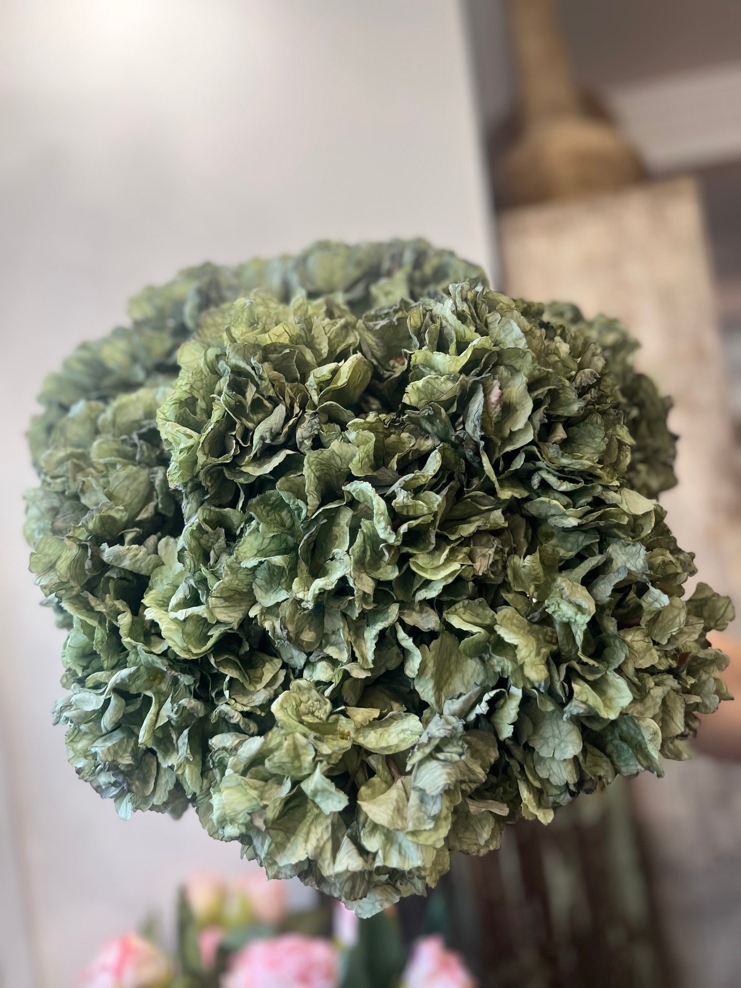 Vintage Hydrangea in Sage Green