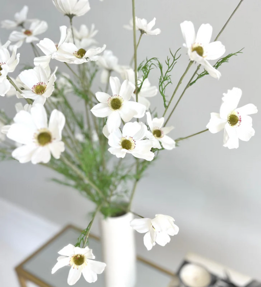 White Cosmos Flower
