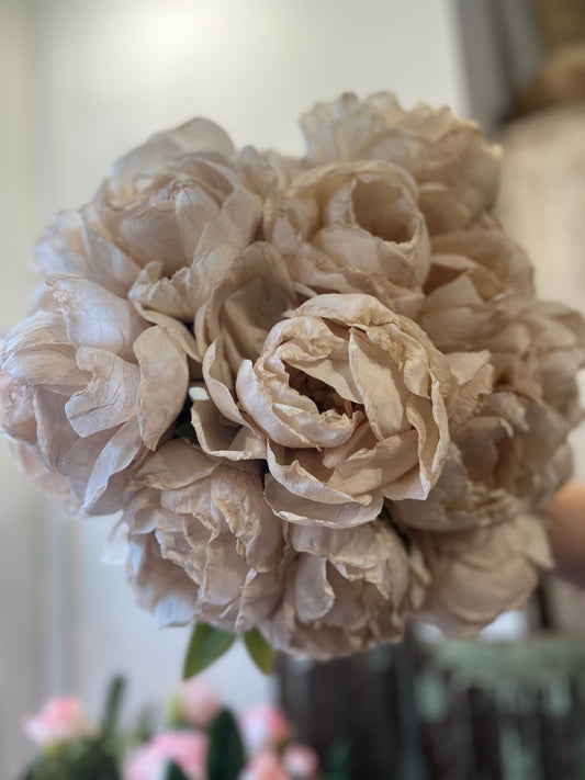 Oyster Closed Peony