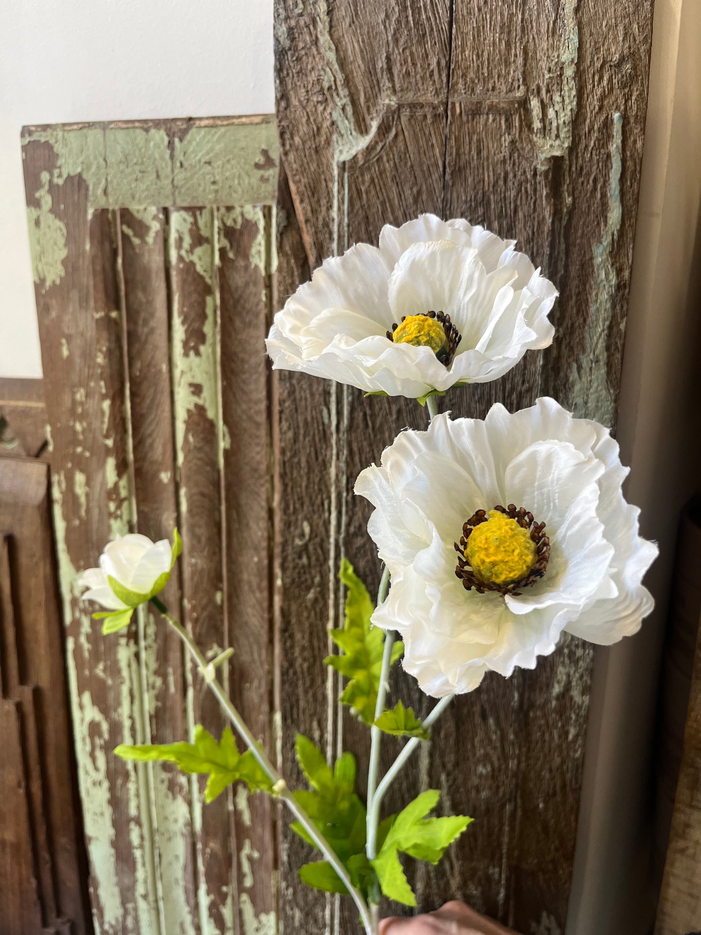 Ivory Country Poppy