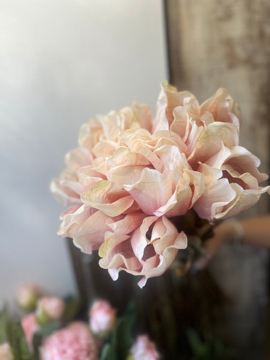 Dusty Pink Tulip
