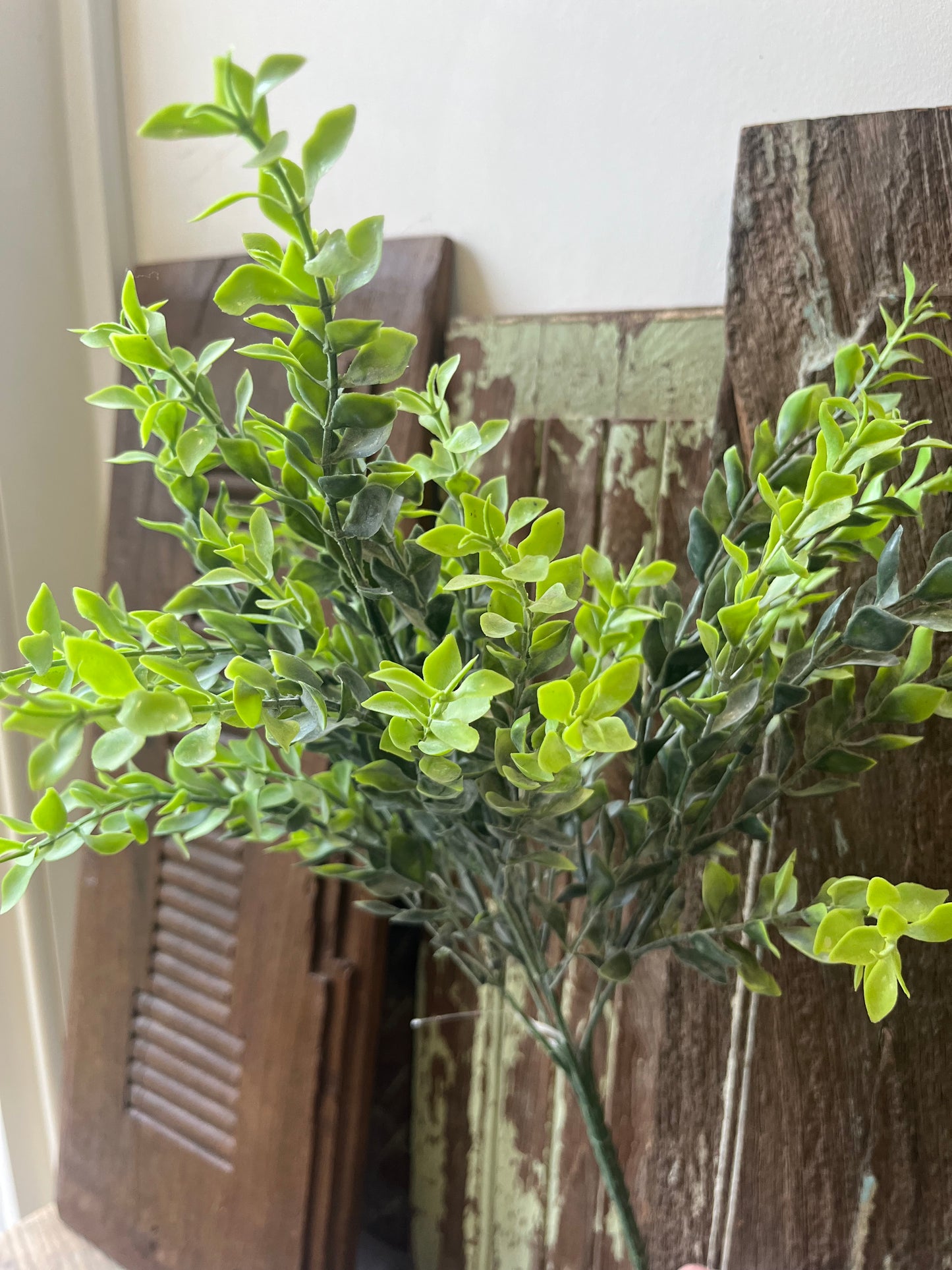 Eucalyptus Spray