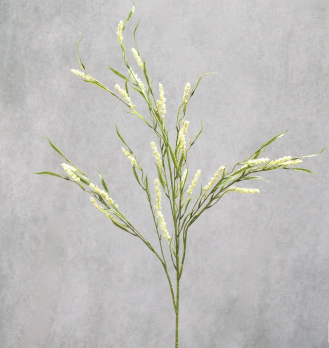 Green Foxtail Grass
