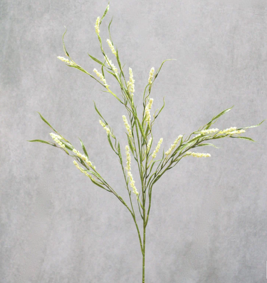 Green Foxtail Grass