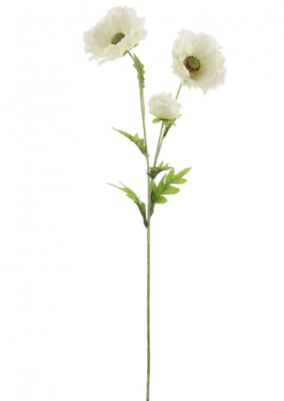 Ivory Country Poppy