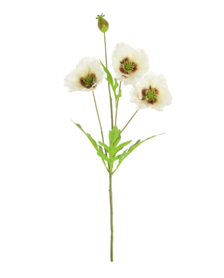 Oriental Poppy