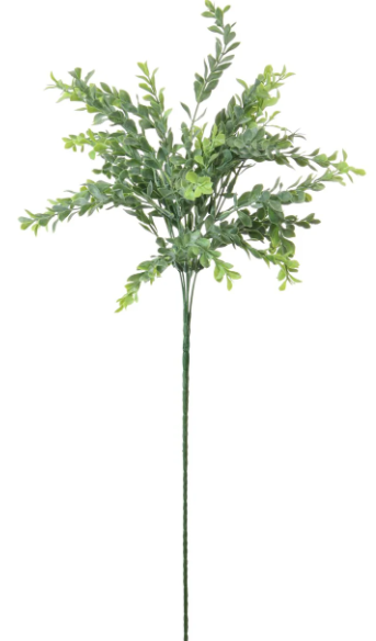 Eucalyptus Parvifolia