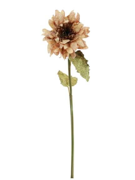 Ruffled Cappuccino Dahlia