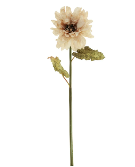 Ruffled Oyster Dahlia