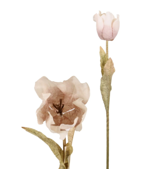 Oyster Tulip Stem