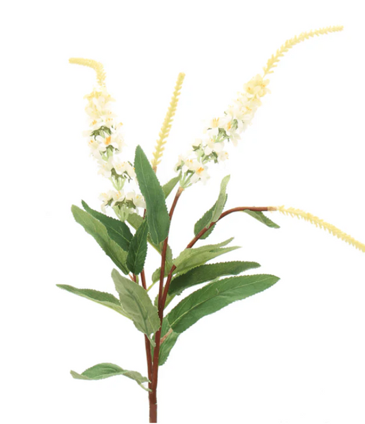 White Sage Plant