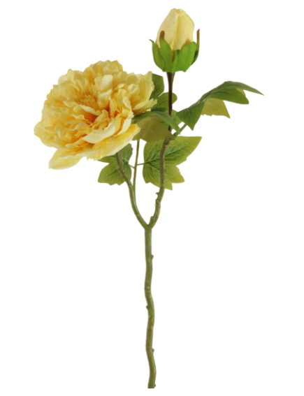 Yellow Open Peony