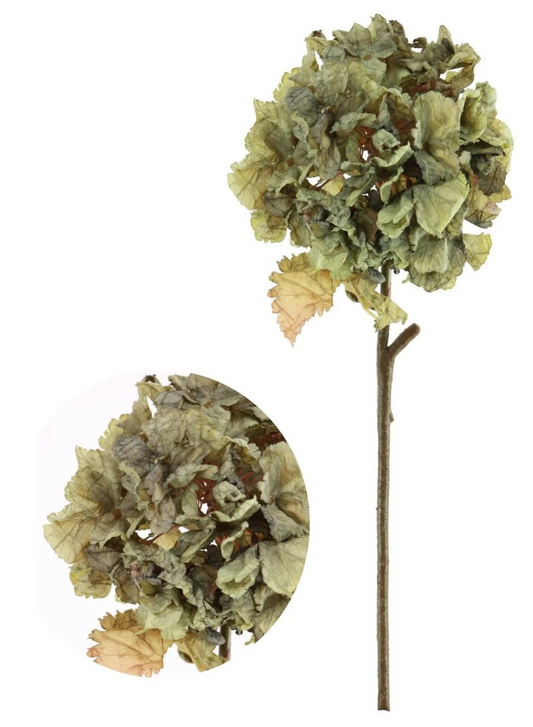 Green Ruffled Hydrangea
