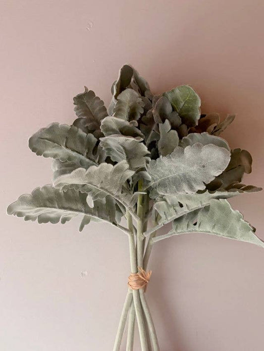 Cineraria Silver Leaf Bunch