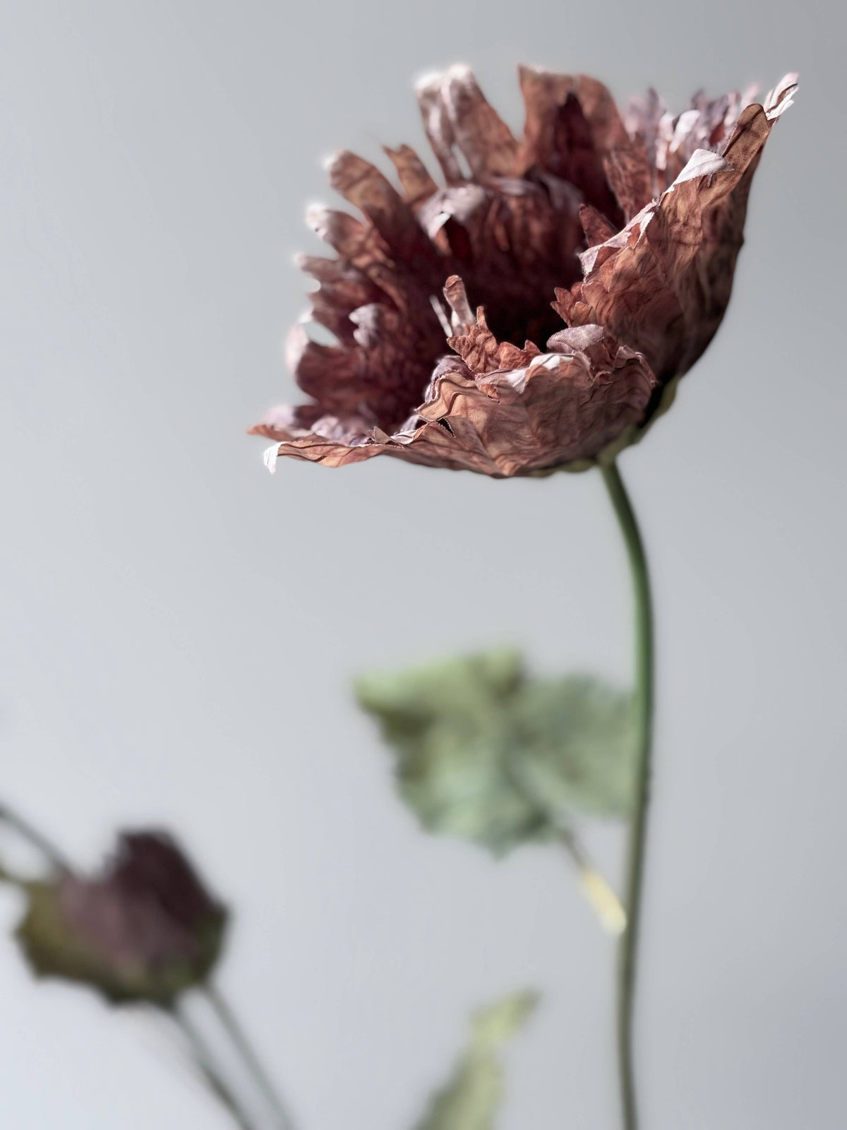Vintage Poppy - Mocha Fudge