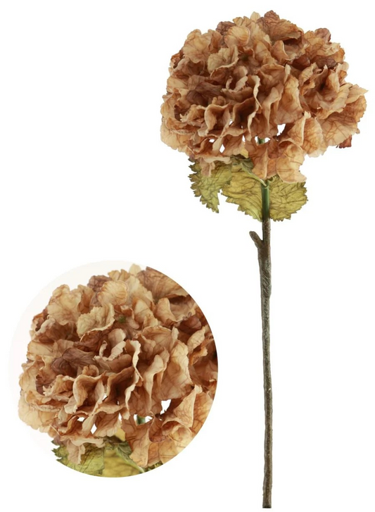Cappuccino Ruffled Hydrangea