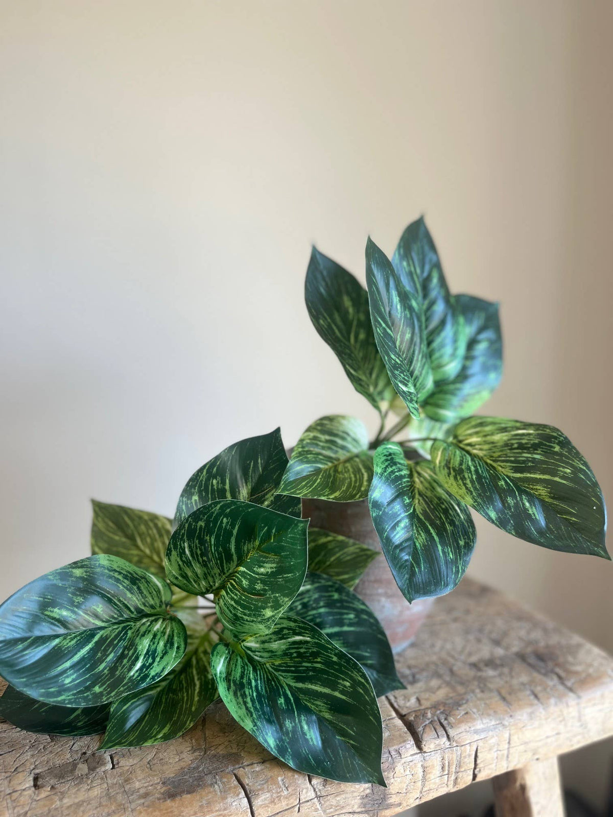 Calathea Prayer Plant