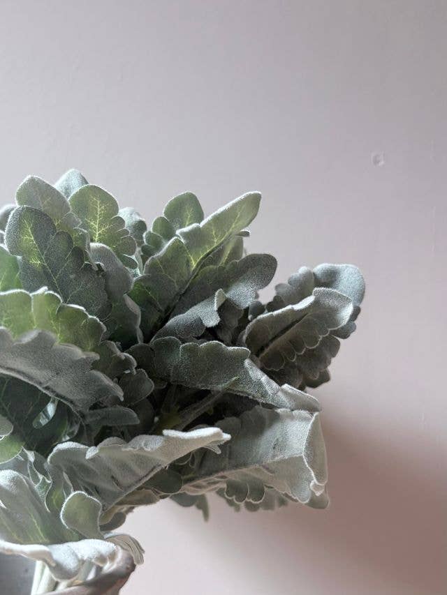 Cineraria Silver Leaf Bunch