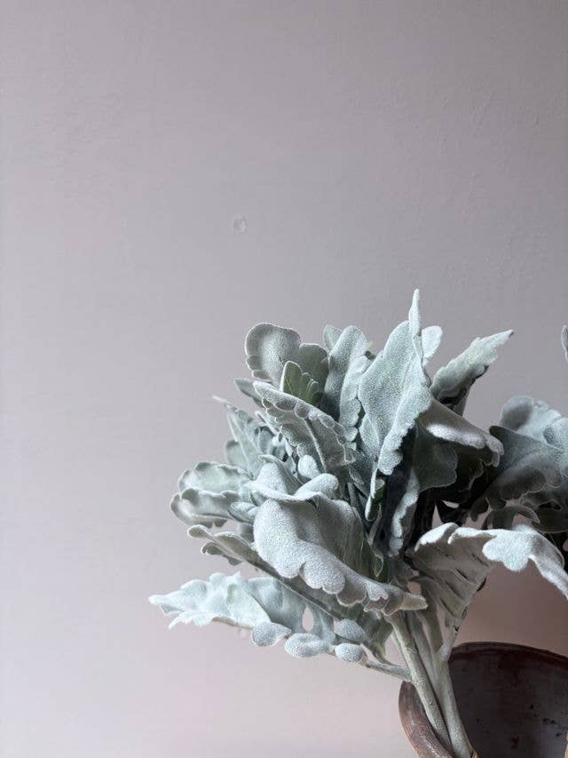 Cineraria Silver Leaf Bunch