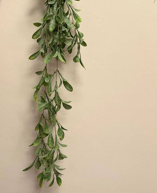 Trailing Lavenia Plant