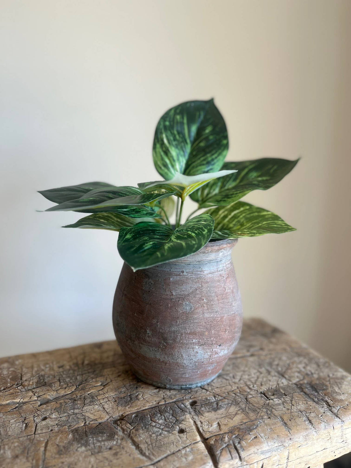 Calathea Prayer Plant