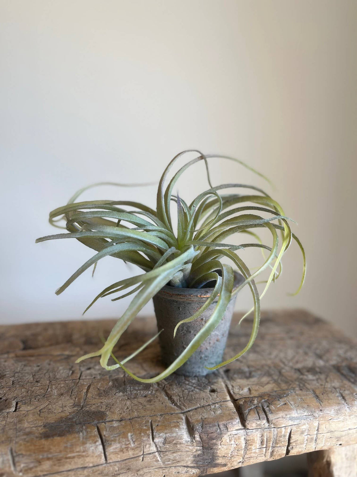 Spider Succulent Plant