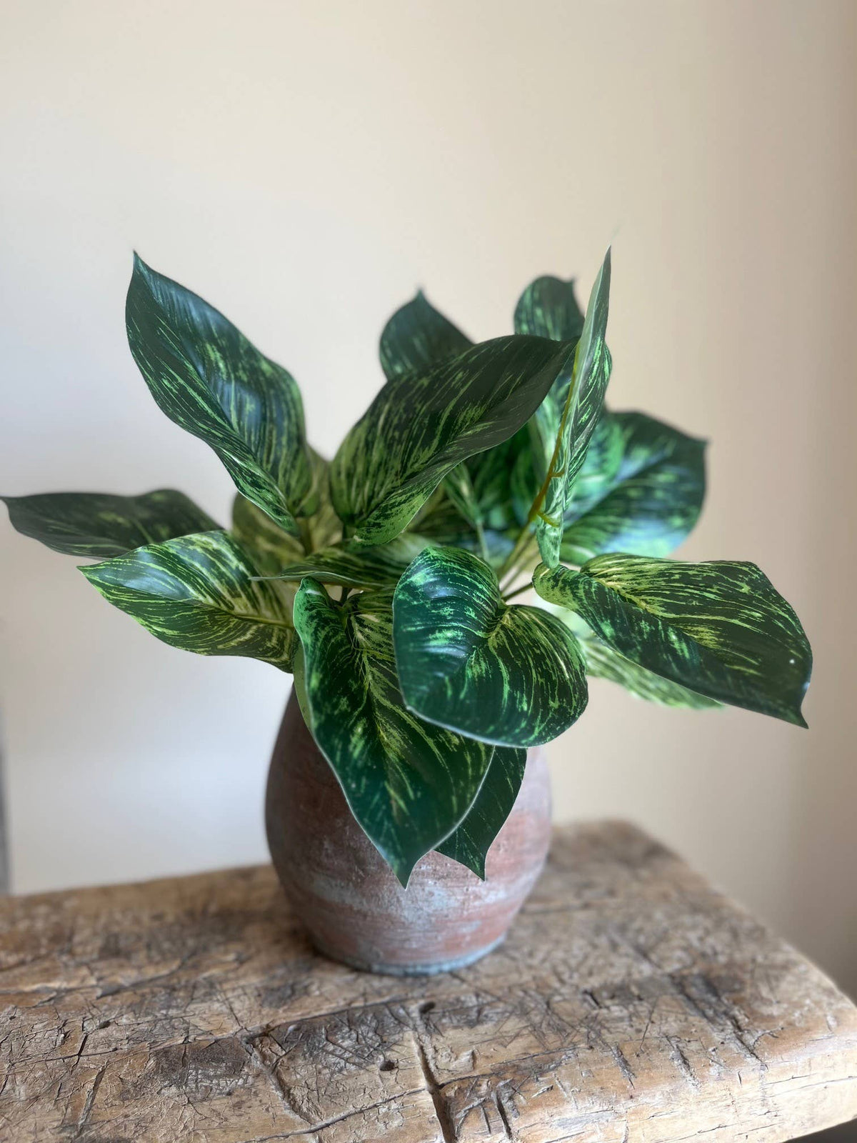 Calathea Prayer Plant