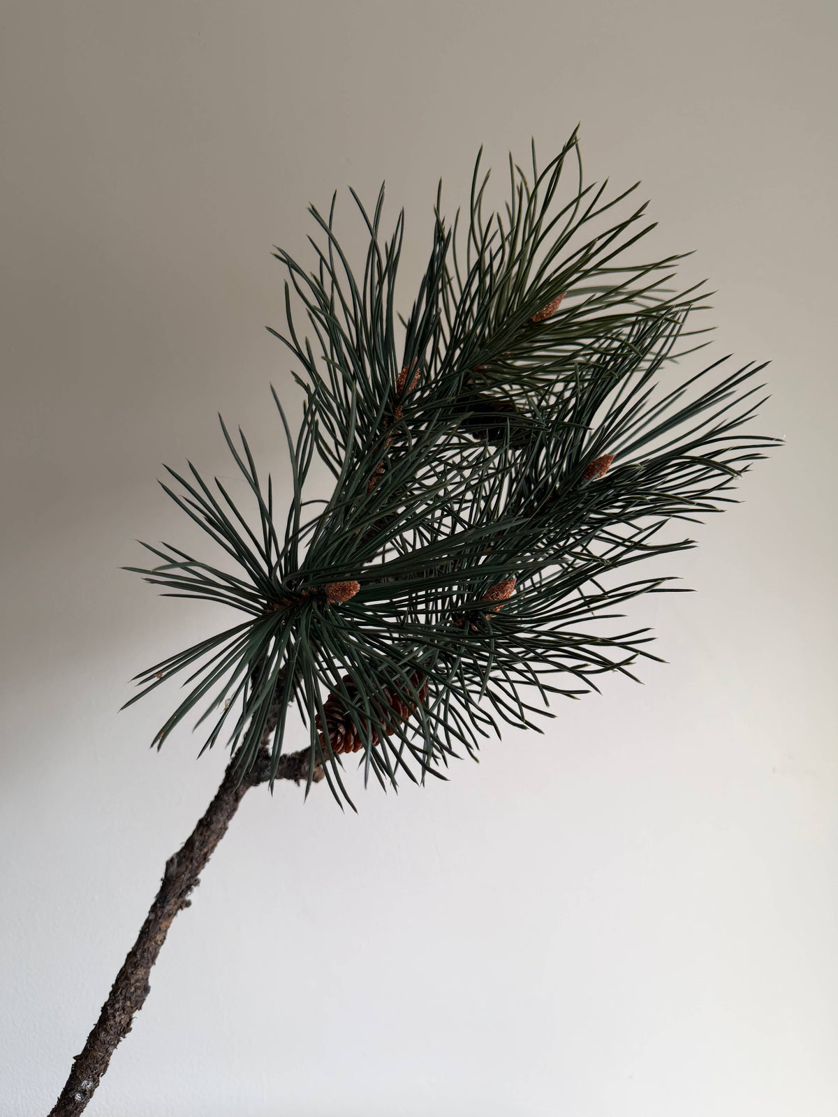 Luxury Pinus Branch
