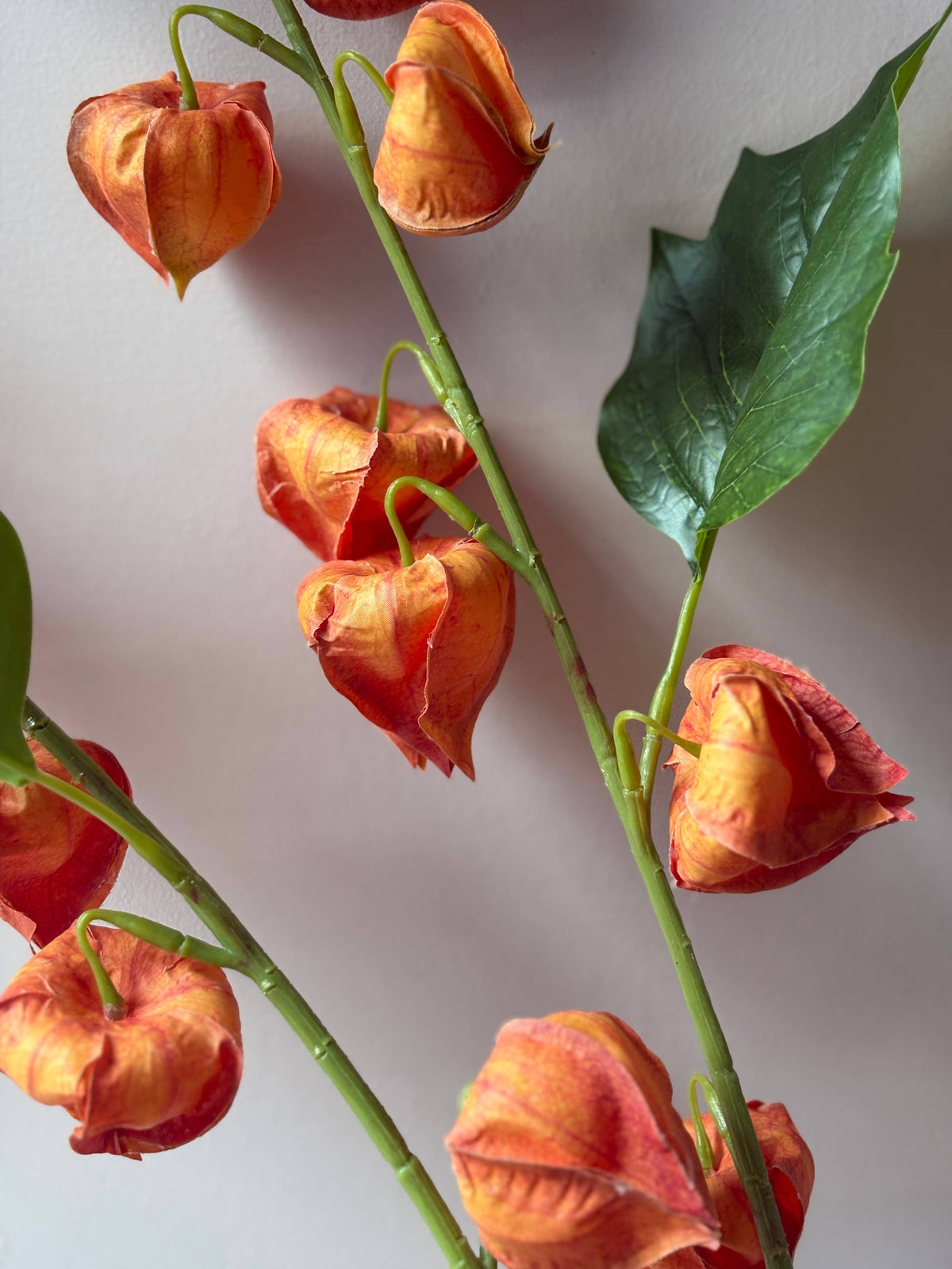 Chinese Lantern Stem - Orange