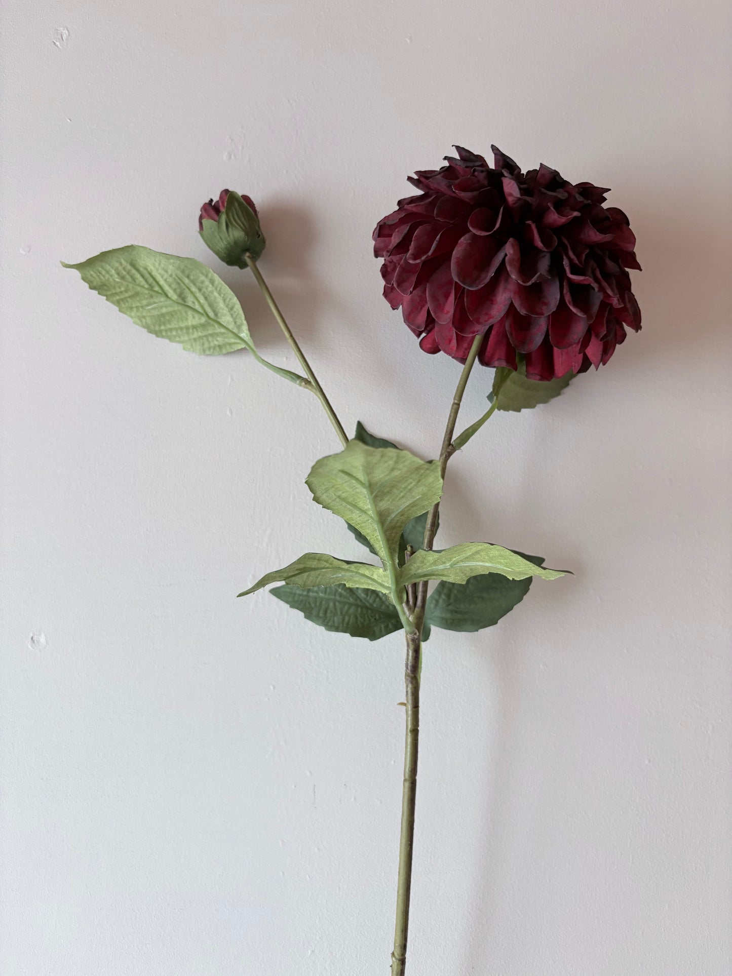Pom Pom Dahlia Burgundy