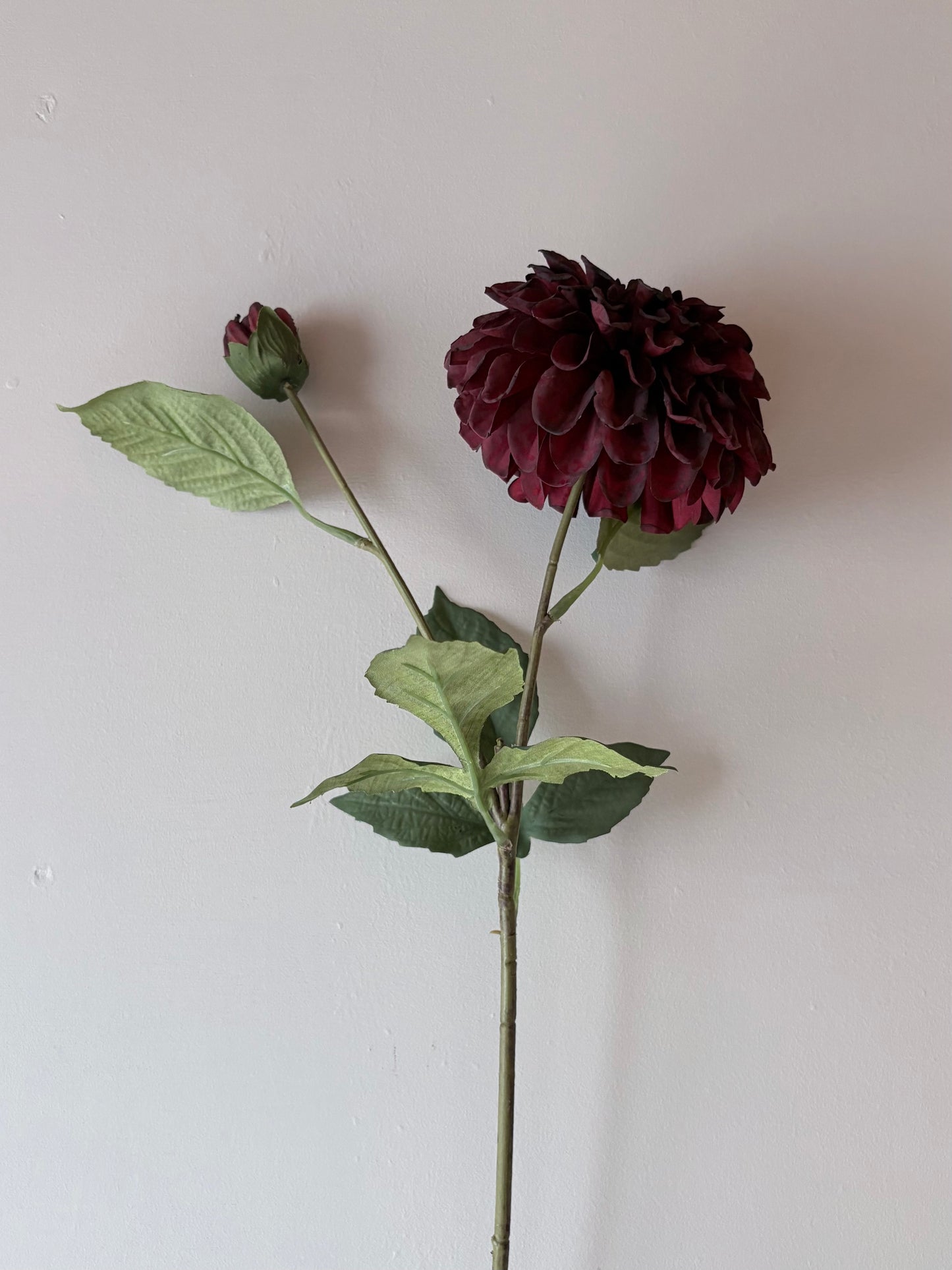 Pom Pom Dahlia Burgundy