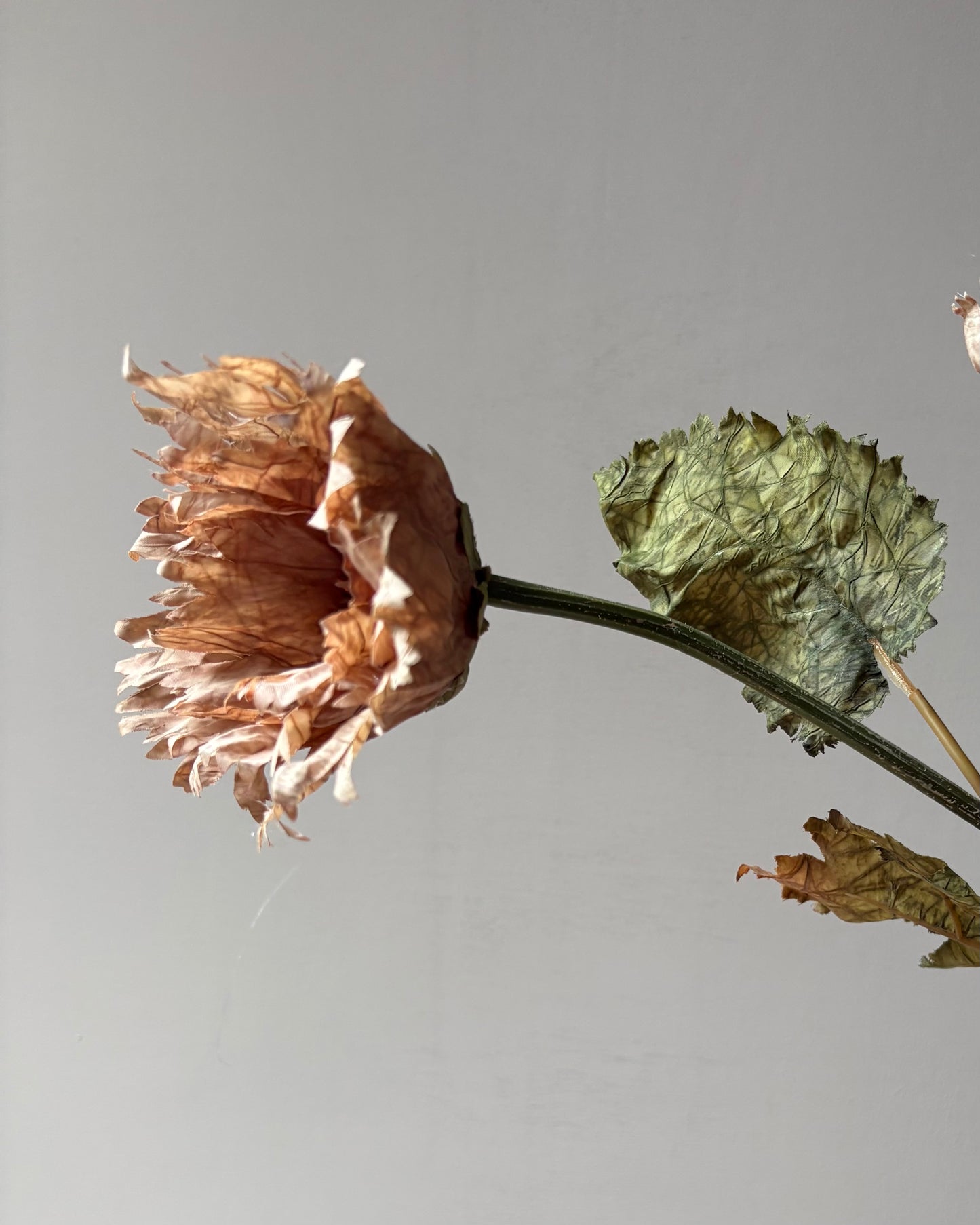 Vintage Poppy in Latte