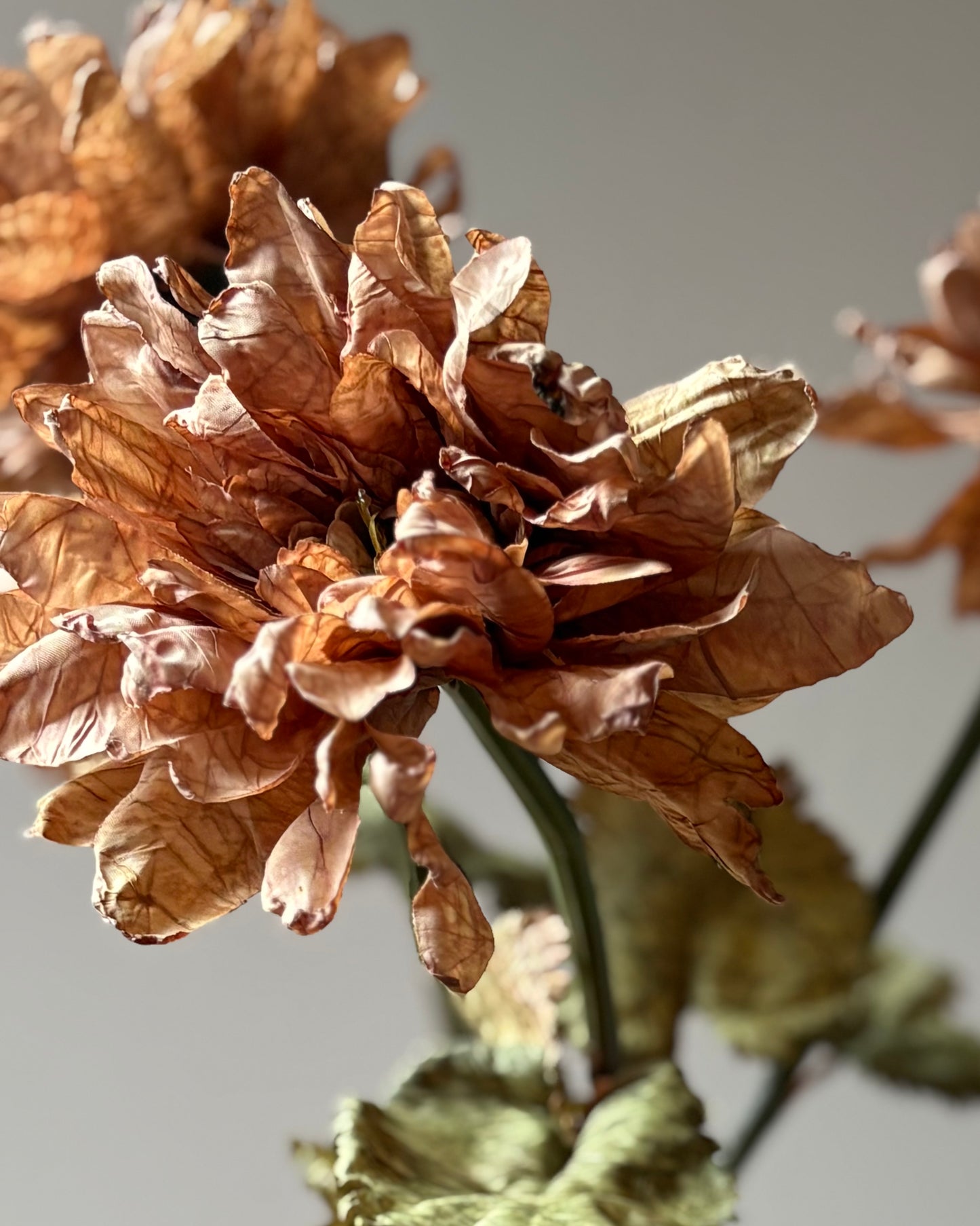Vintage Dahlia in Latte