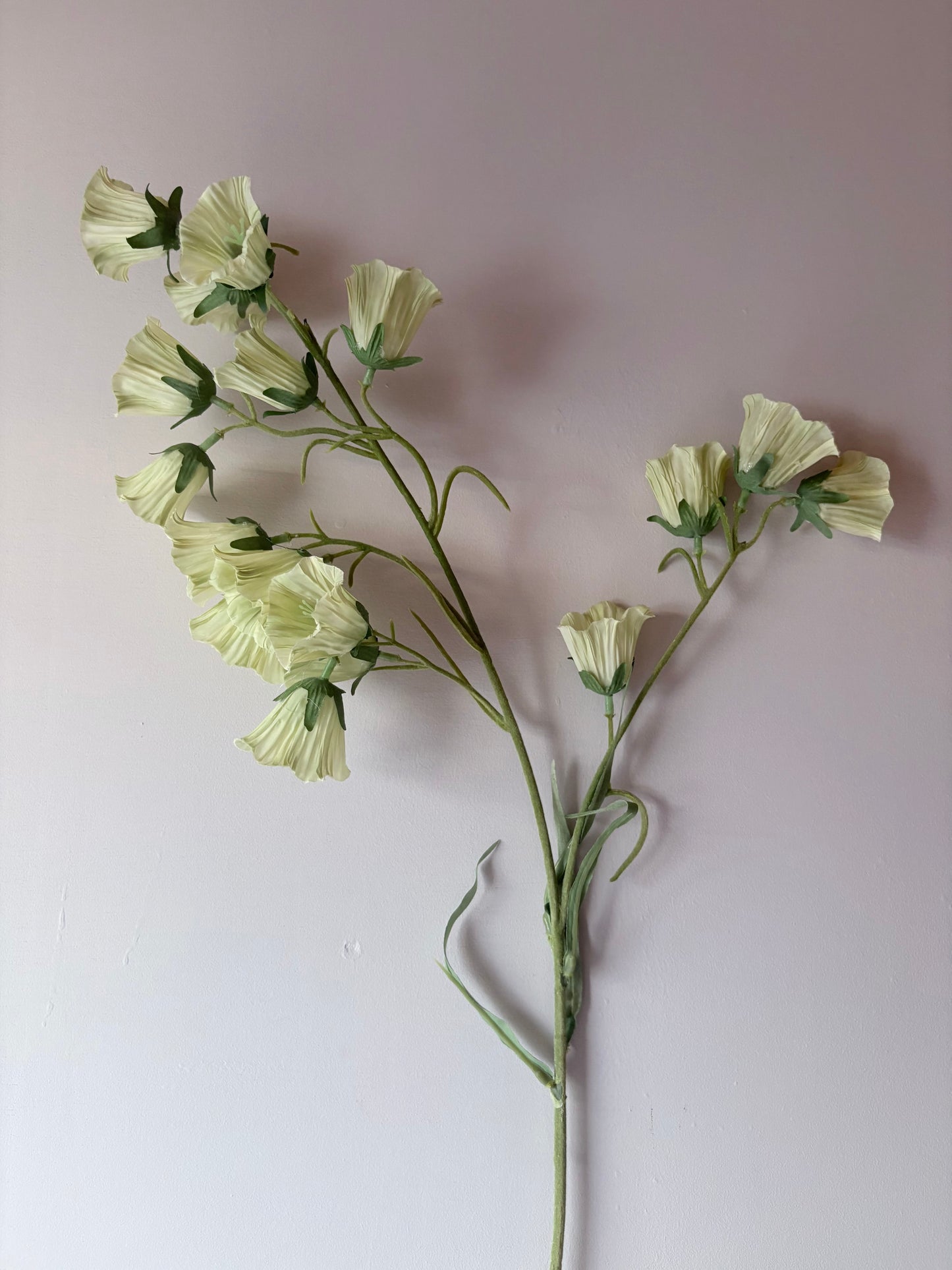 Canterberry Bells - Soft Lime