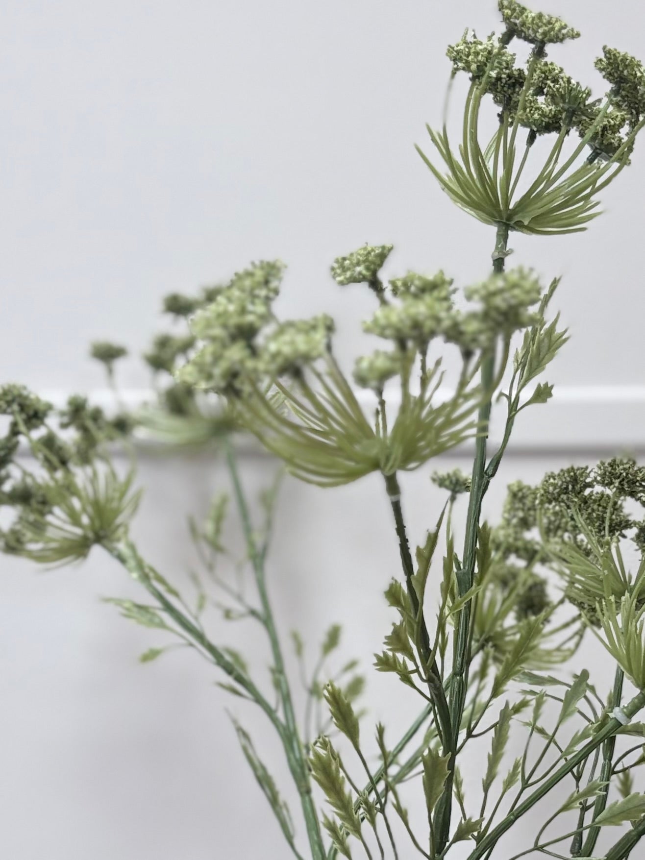 Cow Parsley - Green