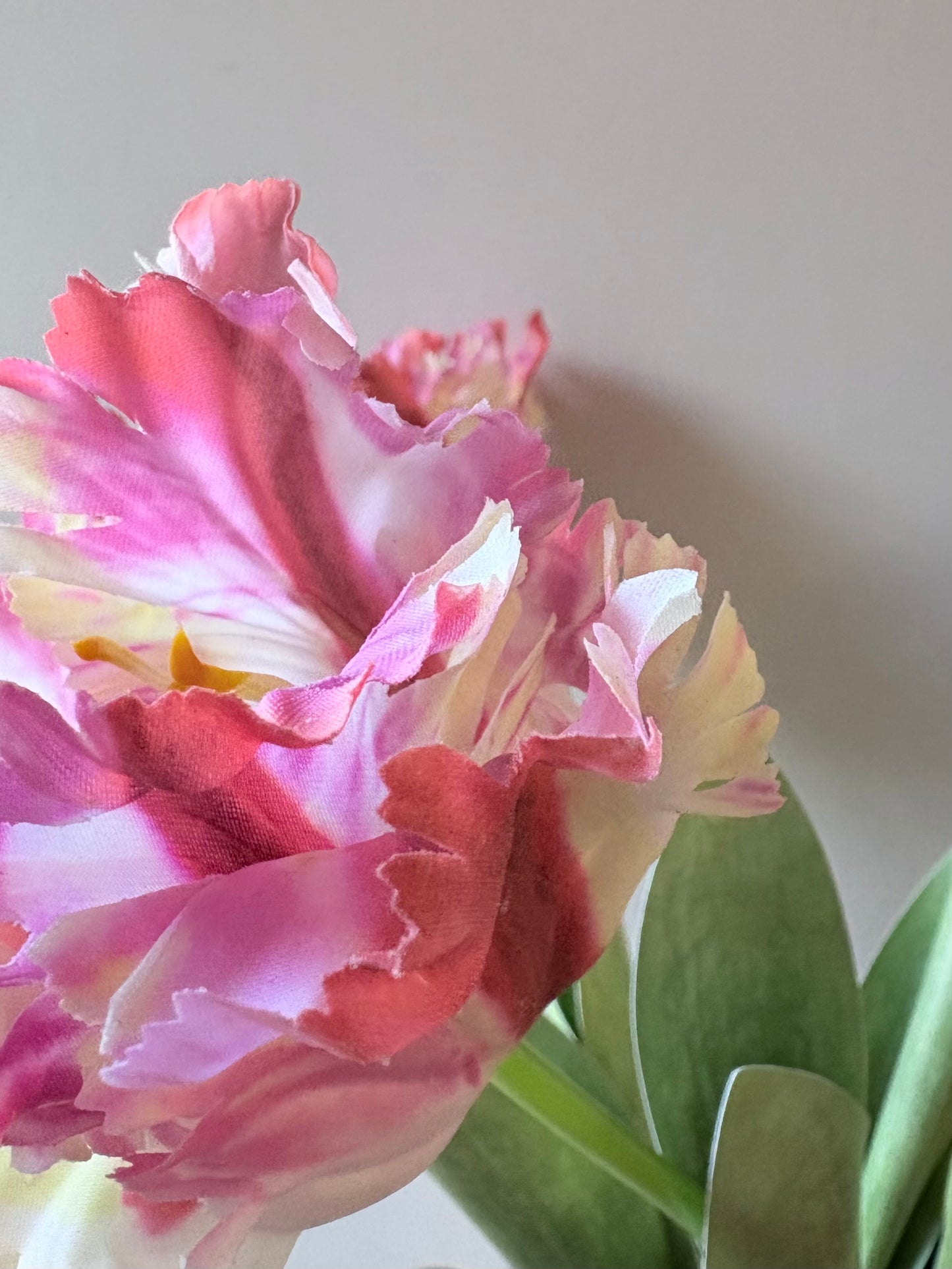 Parrot Tulip - Sorbet Ripple