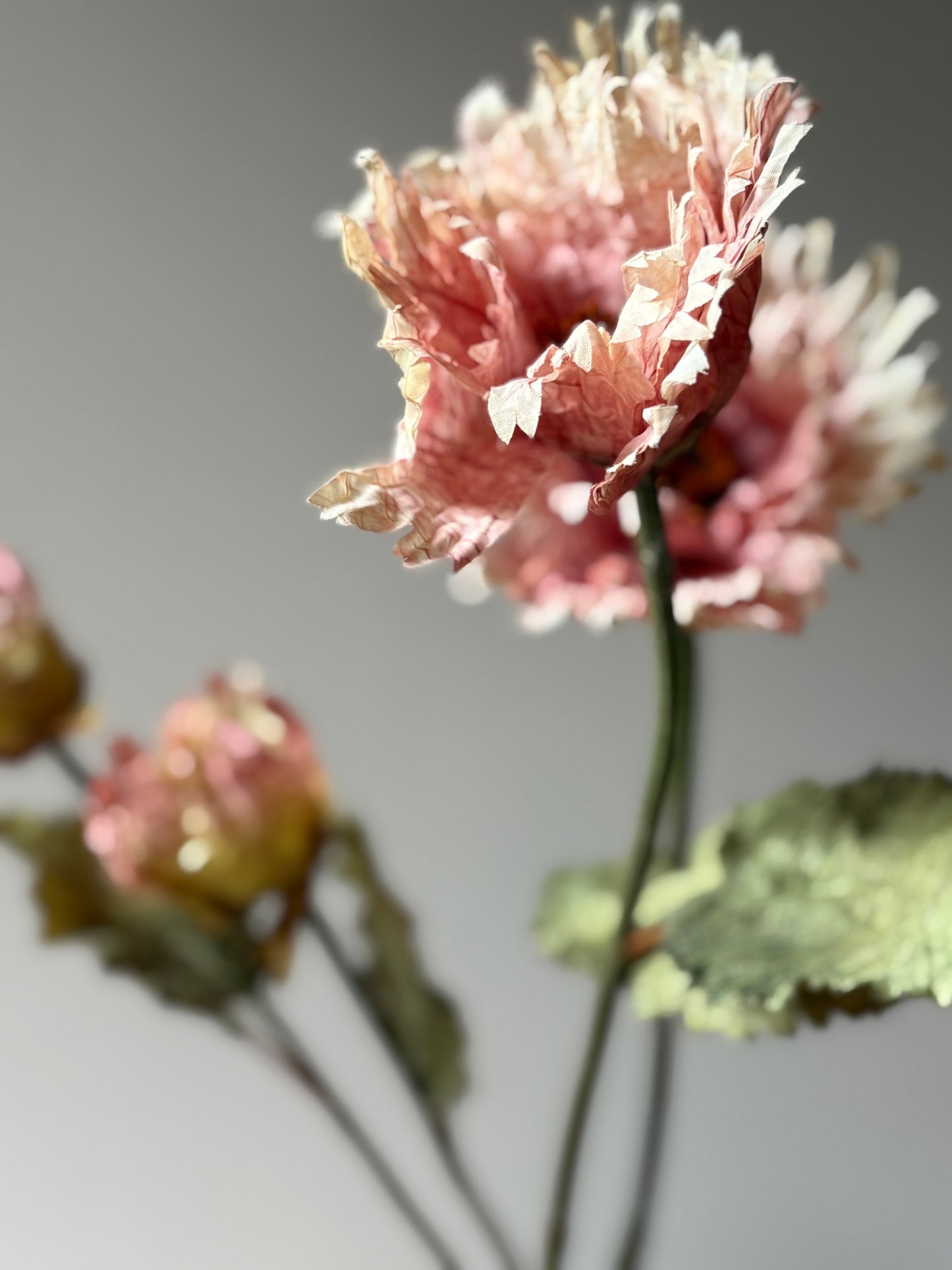 Vintage Poppy in Dusky Pink