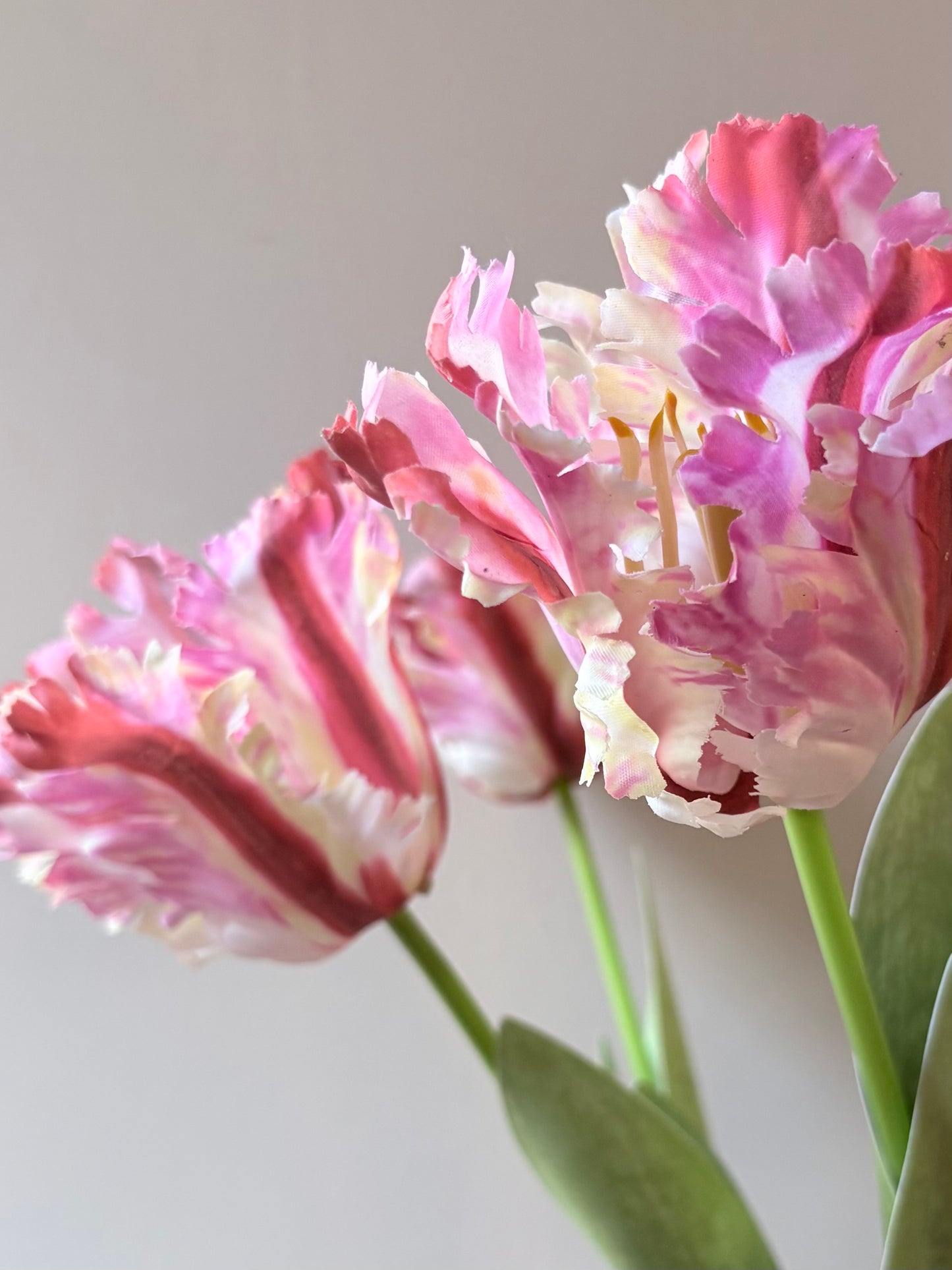 Parrot Tulip - Sorbet Ripple