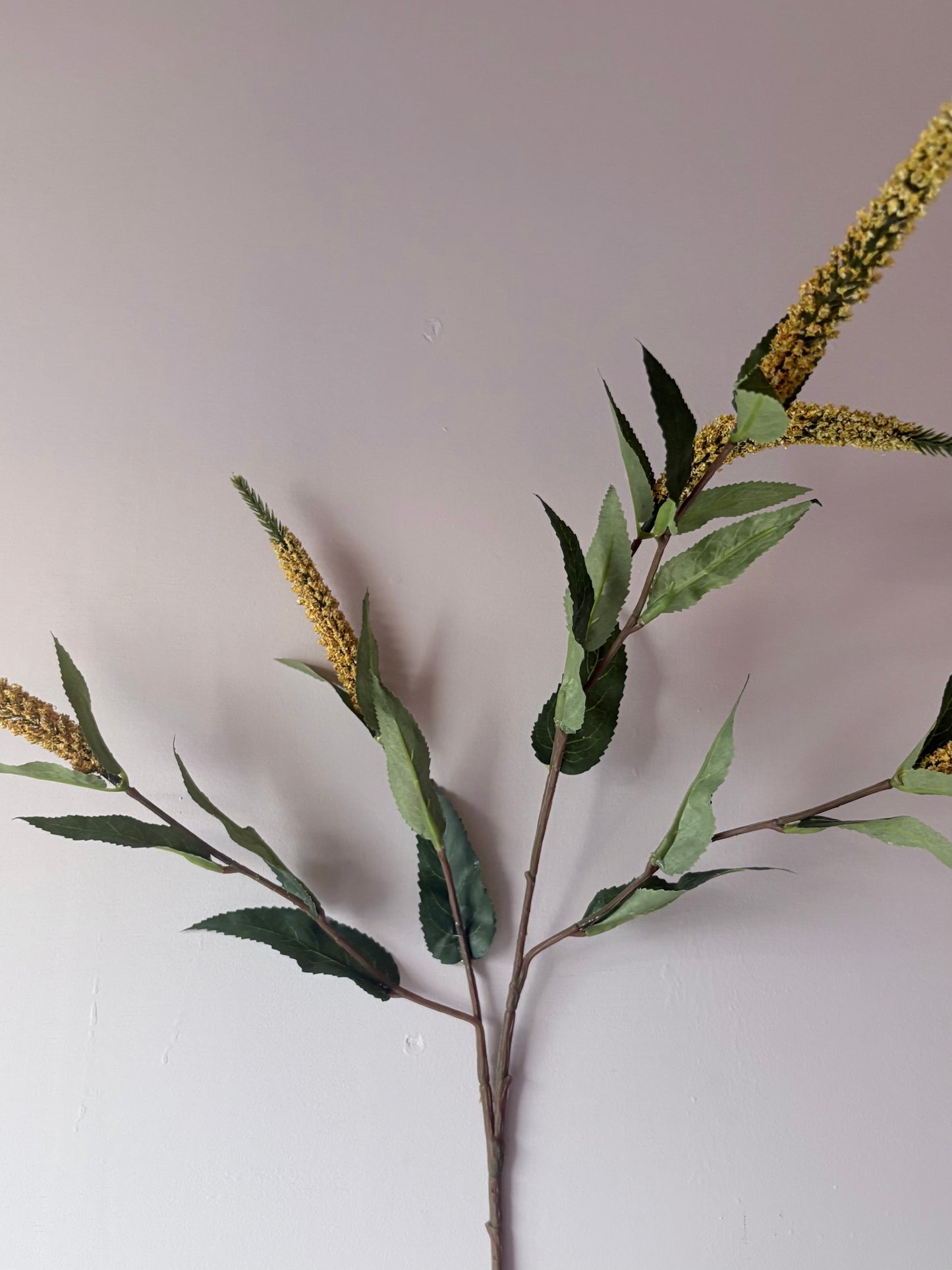 Veronica Stem- Yellow