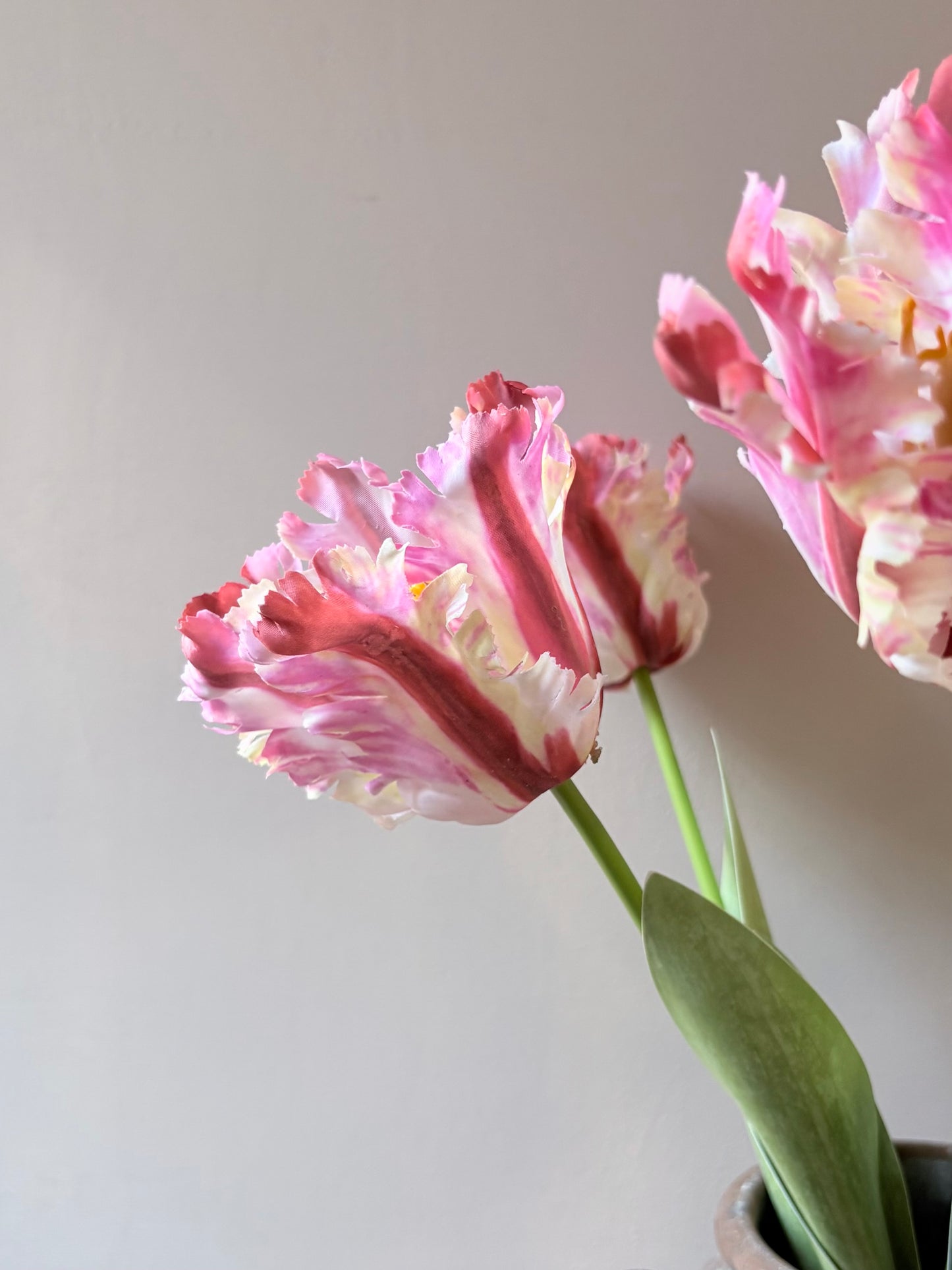 Parrot Tulip - Sorbet Ripple