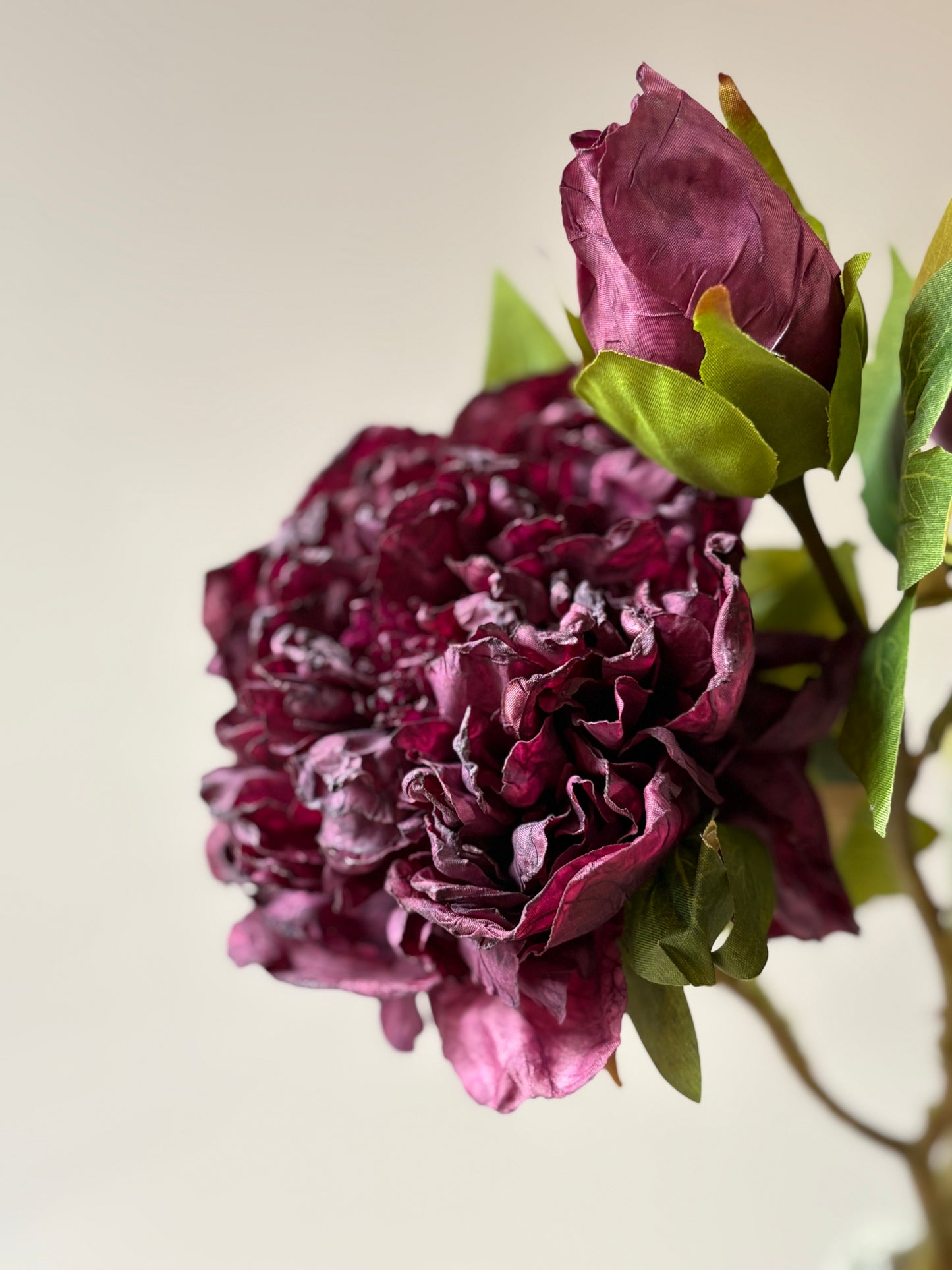 Full Bloom Double Peony in Mulberry