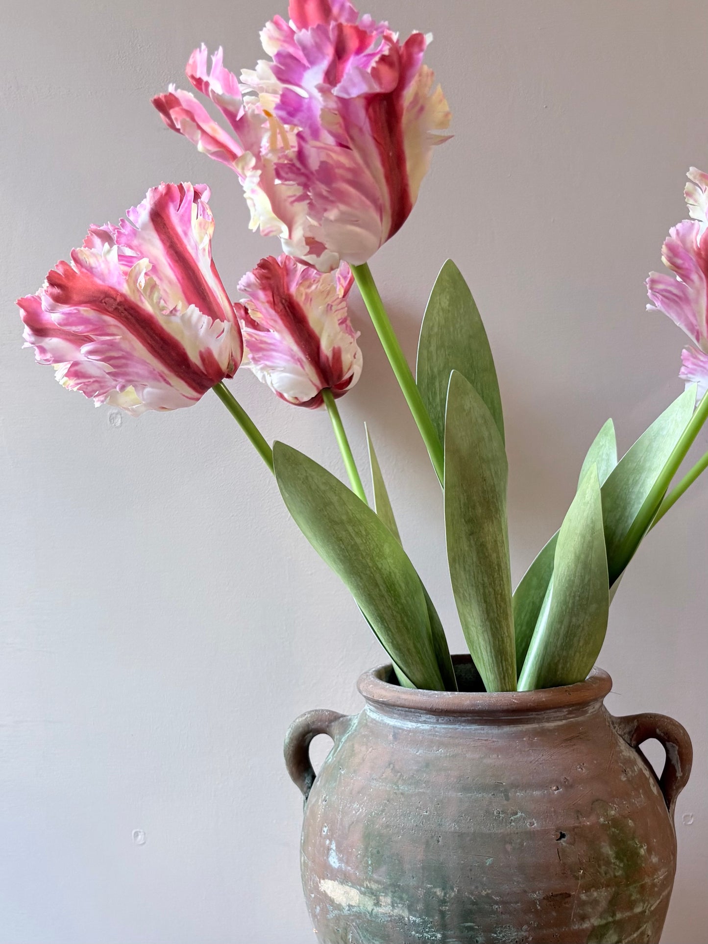 Parrot Tulip - Sorbet Ripple
